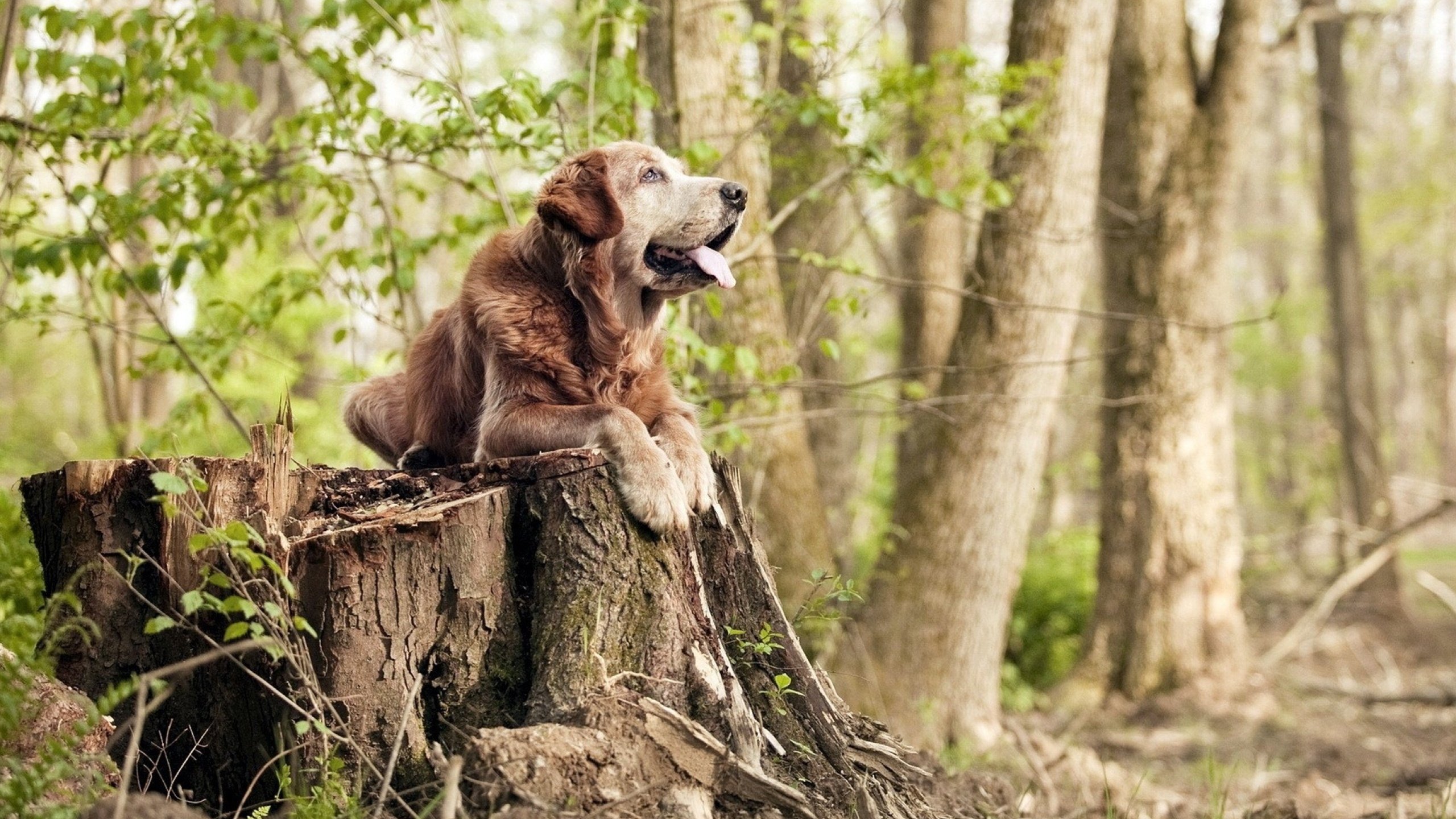 “AI、AR、VR推动运动场景全景升级——未来运动全球数字生态生态闭环”