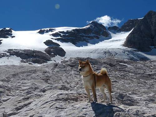 “德甲争冠线逐步拉近，领头羊压力增大”，德甲争四
