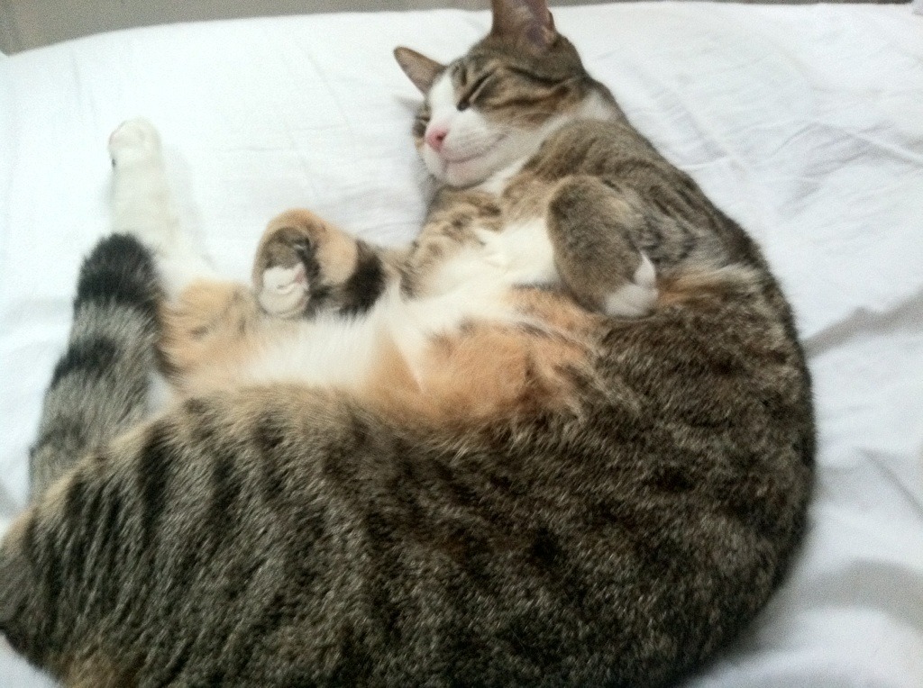 开云体育app安全下载-“超速狂飙：直线冲刺瞬间震撼全场”，超级跑车直线加速赛