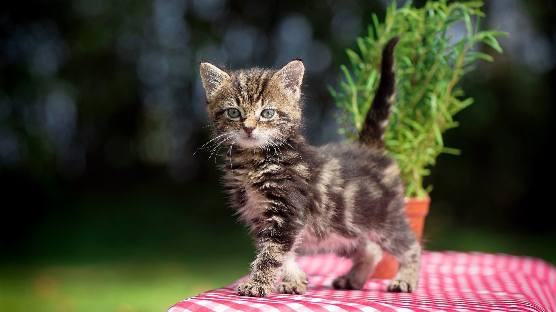 【训练秘籍】专业选手每日练习的五个核心环节，训练核心有什么好处
