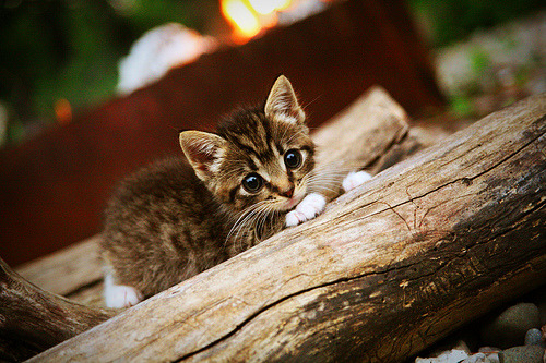 乌拉圭男足在巴黎奥运会比赛中表现出色，赢得银牌，乌拉圭男足名单