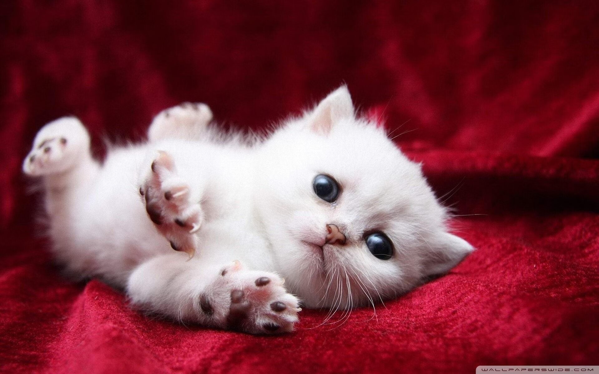 厦门国际篮联青少年足球赛成功举办，携手多国青少年，厦门青少年篮球训练营