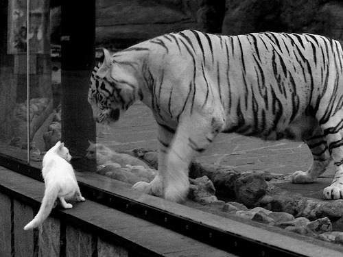 开云体育平台APP-法甲：蒙彼利埃主场大捷，保级战局渐明朗，蒙彼利埃vs大巴黎