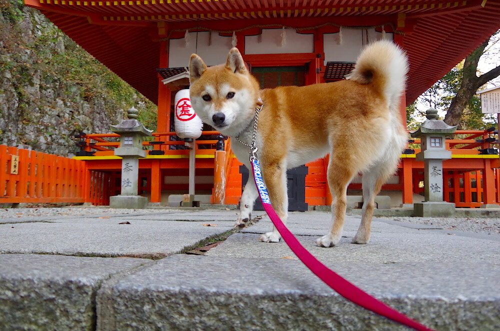 法甲赛场上，精彩瞬间和神级扑救成为最亮点，法甲球赛