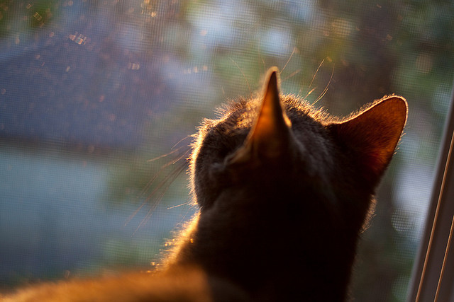 炉石传说冠军之路决战开启，策略智斗即将到来，炉石传说冠军卡组2020
