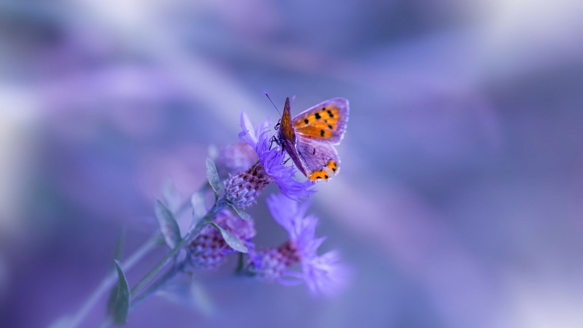 炙手可热：季中赛表现最抢眼的球员榜，季中赛2021rng