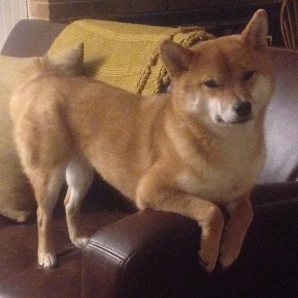 开云网页版-荷兰马术协会与法国马术协会合作，举办国际马术研讨会，促进学术交流。