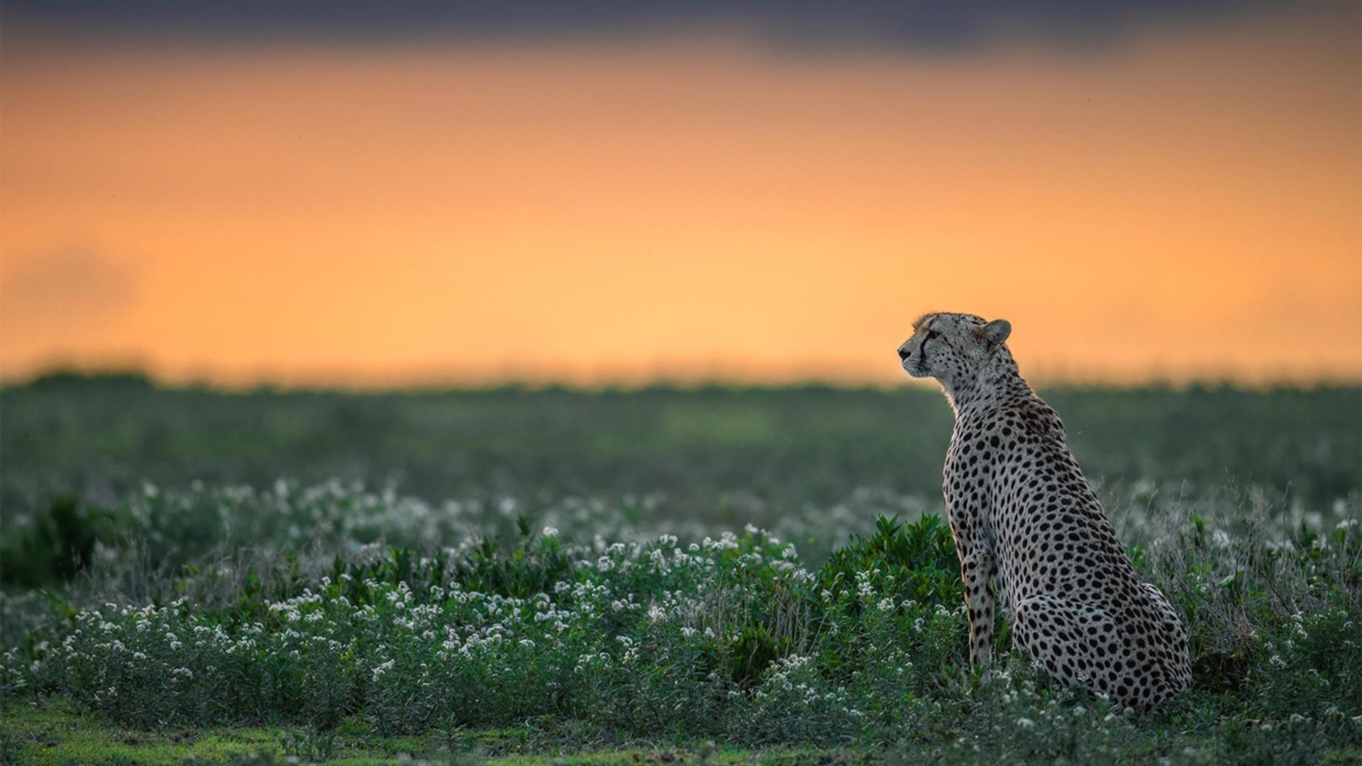 RNG赛季目标明确冲击冠军,rng晋级msi