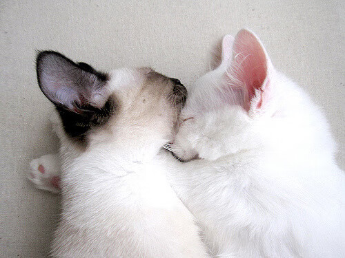 凯尔特人主帅赞扬球员表现，期待夺得总冠军，凯尔特人新任主帅