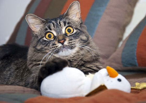 利兹联主场迎战埃弗顿,双方实力对比如何?,利兹联对阵埃弗顿