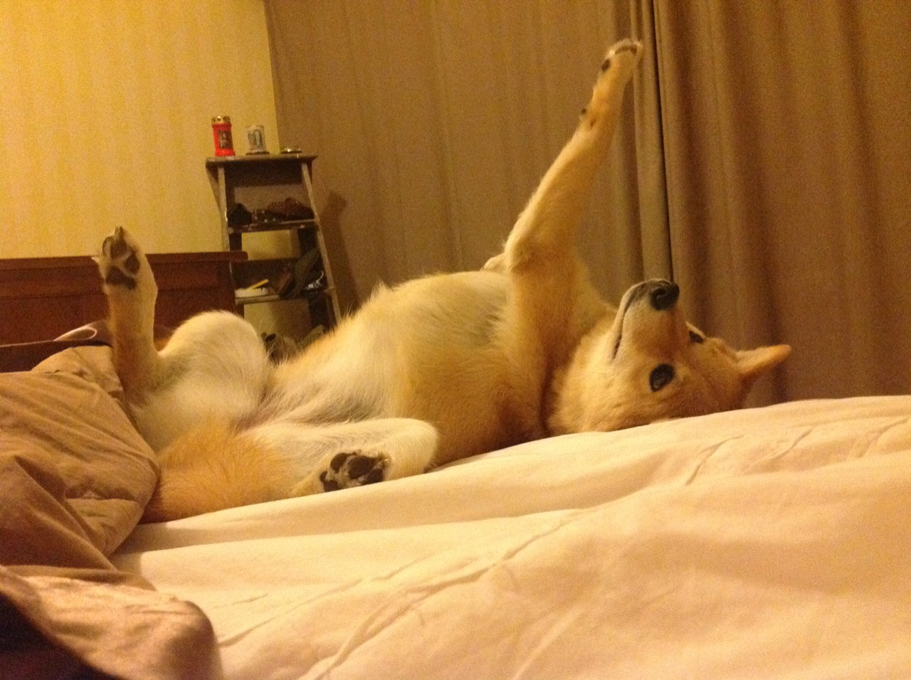 博尼法齐加盟佩斯卡拉，乌迪内斯中场追逐梦想，博斯尼奇