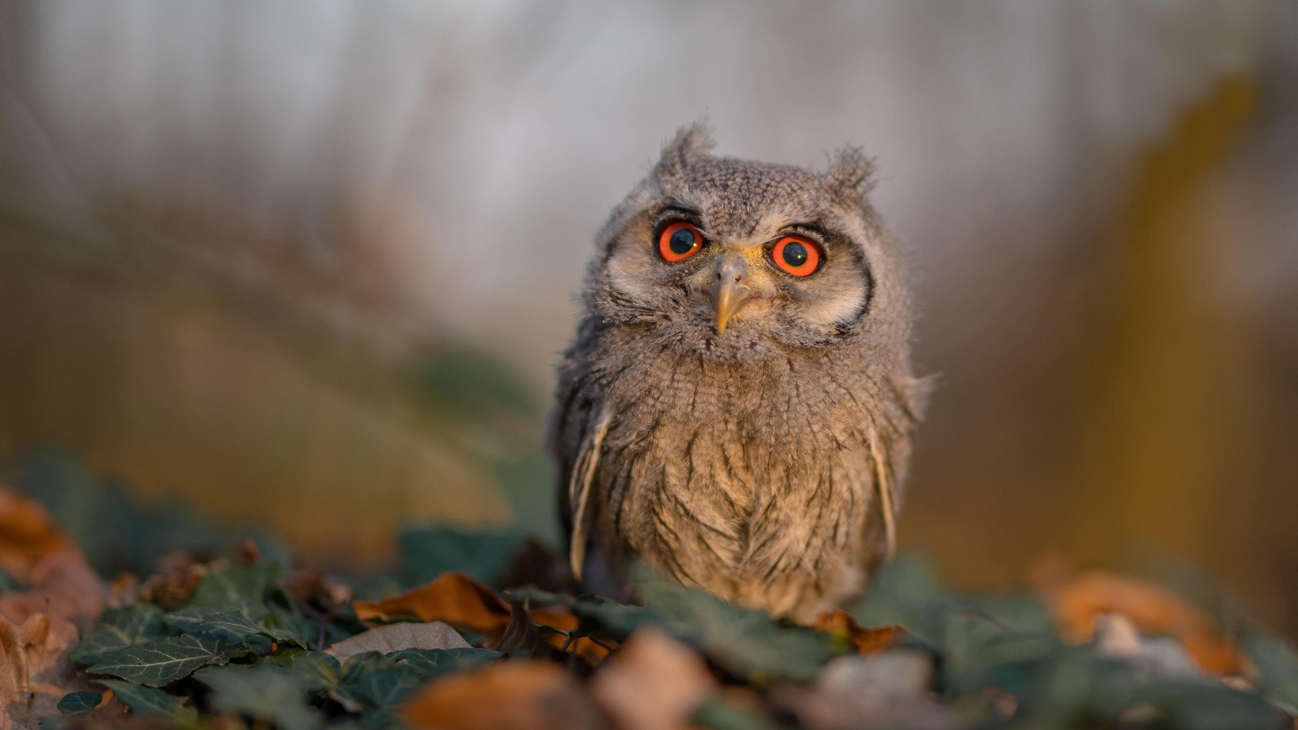 kaiyun sports app-塞尔赫斯特主场爆冷击败对手，提升联赛排名，赫尔塞思