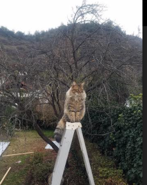 帕尔马击败尤文图斯，主场豪取分数球队士气高涨，帕尔马vs尤文