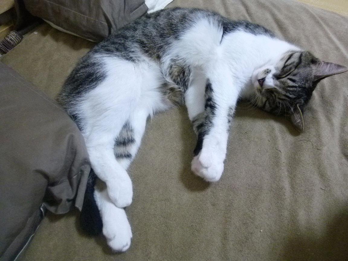 世界游泳世锦赛中国跳水队表现抢眼，国际泳联跳水世锦赛