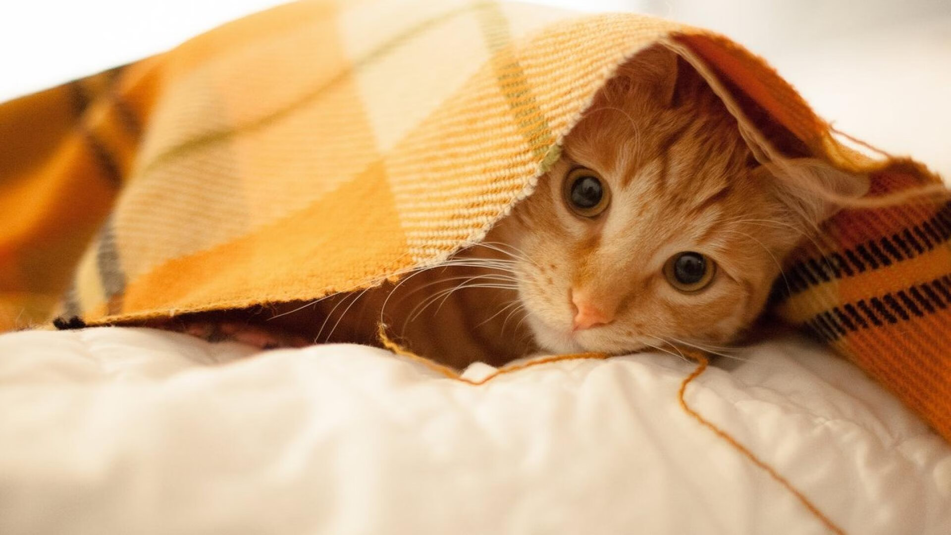 国足换人策略与比分变化关系，国足换帅一说的准确性到目前依然无从核实