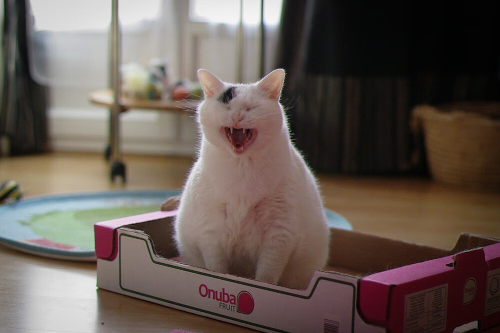 大学生体质健康水平长期跟踪机制与数据管理，大学生体质健康现状