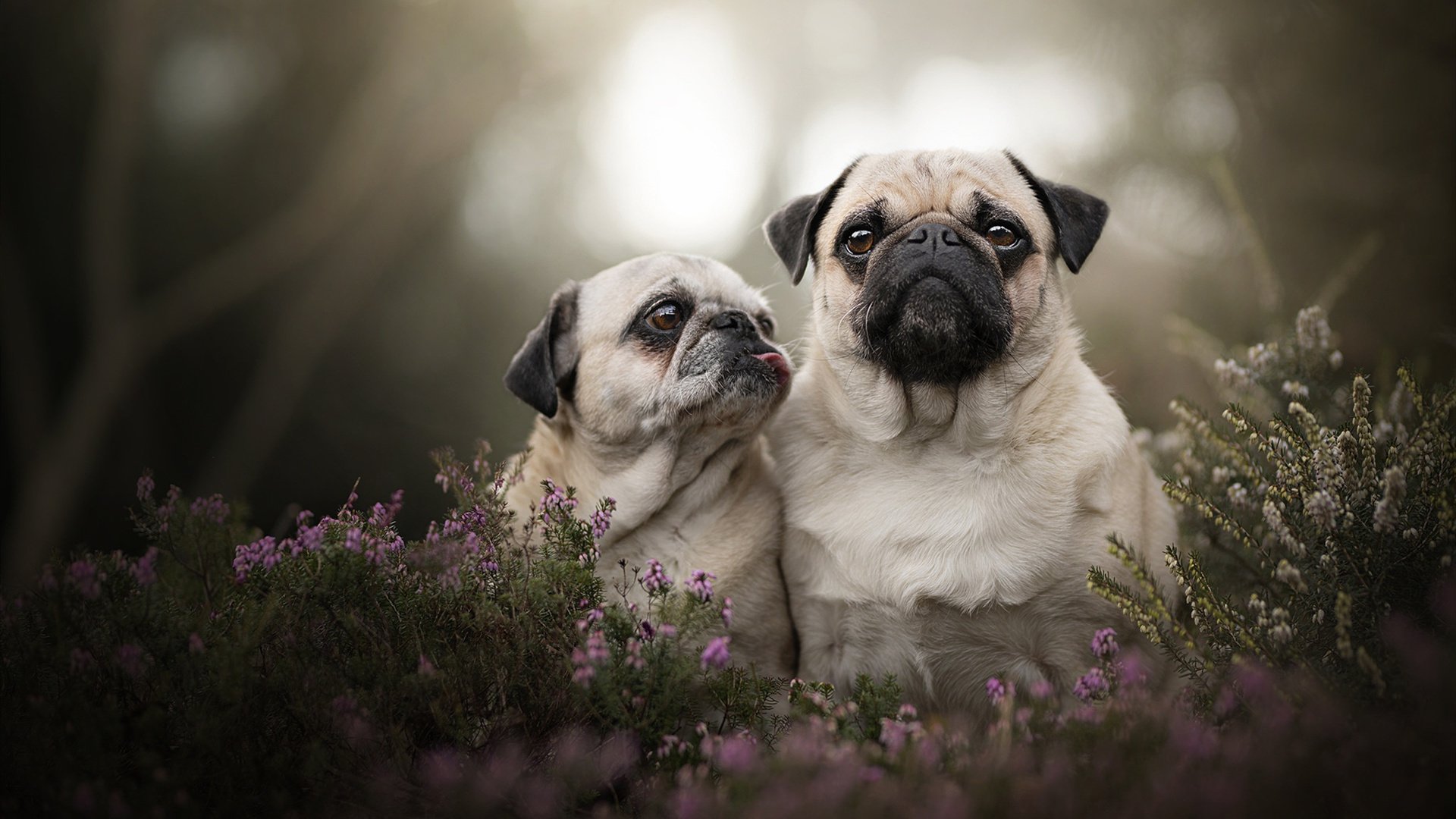 法甲球队视频分析提升防守协作与站位优化实践，法甲球队地理位置