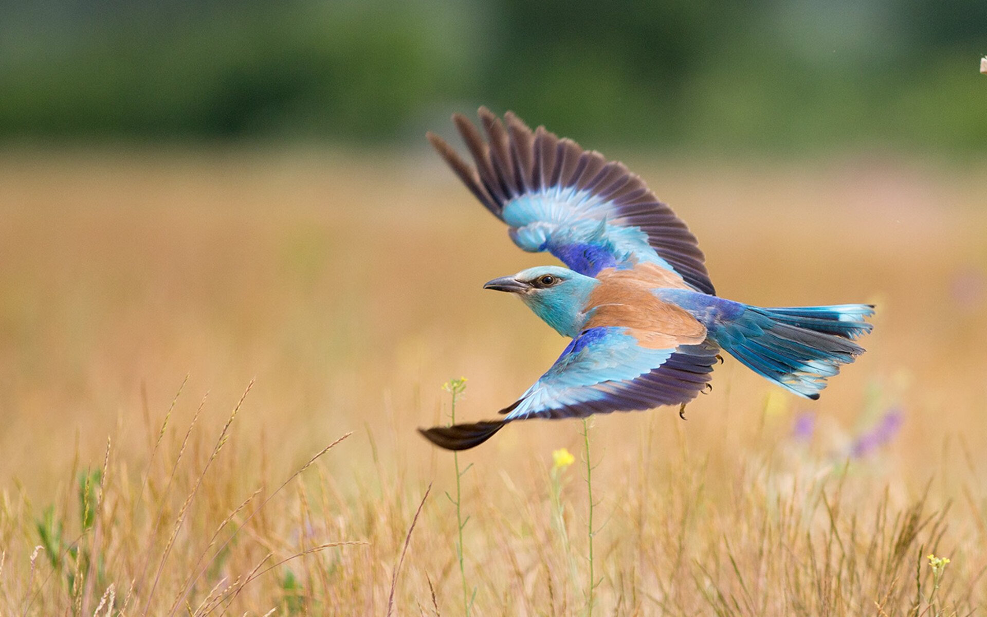 “游泳赛场聚焦！2025世界游泳锦标赛开战”