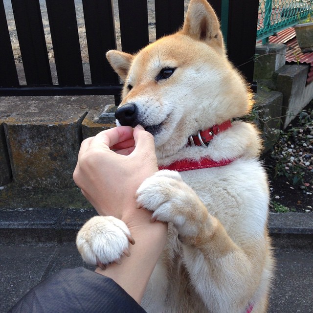 中国香港队赛制调整与战略优化:如何提升团体赛中的整体表现,香港队名单