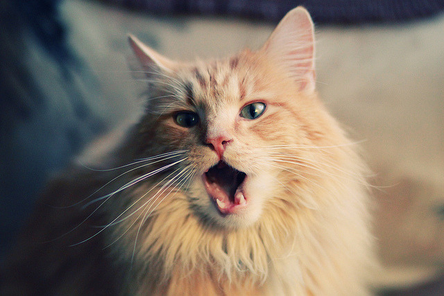 中美蝶泳冲刺节奏各有千秋，蝶泳 比赛